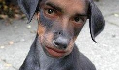 网友爆料狗狗被扎伤视频,狗狗惨遭扎伤，现场画面令人揪心