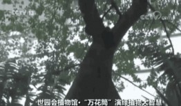 武术植物爆料视频,古老传承中的神秘力量